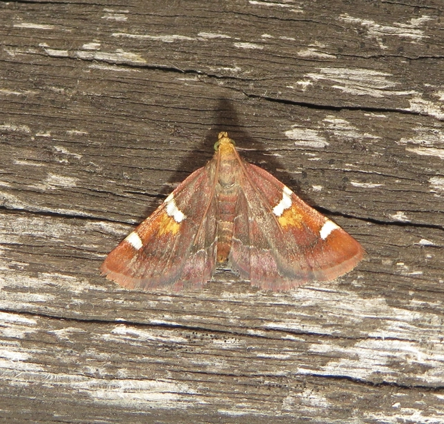 pompás fényilonca - Pyralis regalis