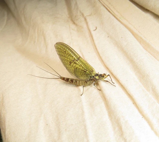 dán kérész - Ephemera danica