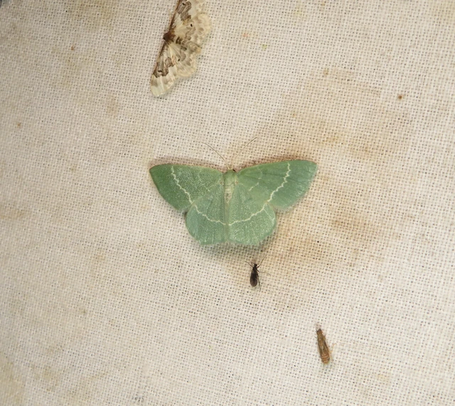 sárgászöld araszoló - Chlorissa cloraria