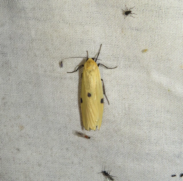 négypettyes zuzmószövő - Lithosia quadra