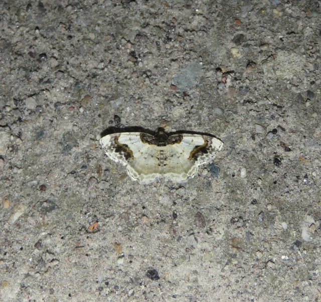 Ligdia adustata - barna levélaraszoló