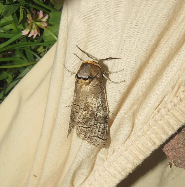 fűzfarontólepke - Cossus cossus