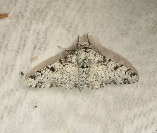 Biston betularia - szürkepettyes araszoló
