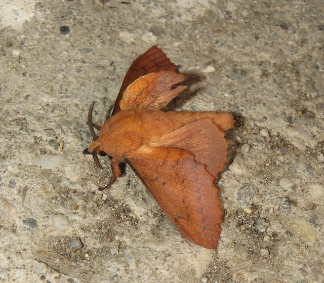 tölgylevélpohók - Gastropacha quercifolia