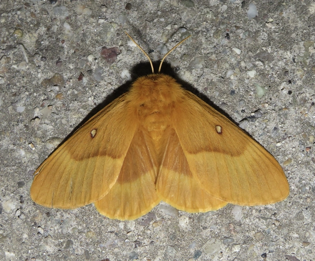 Lasiocampa quercus - tölgyfaszövő