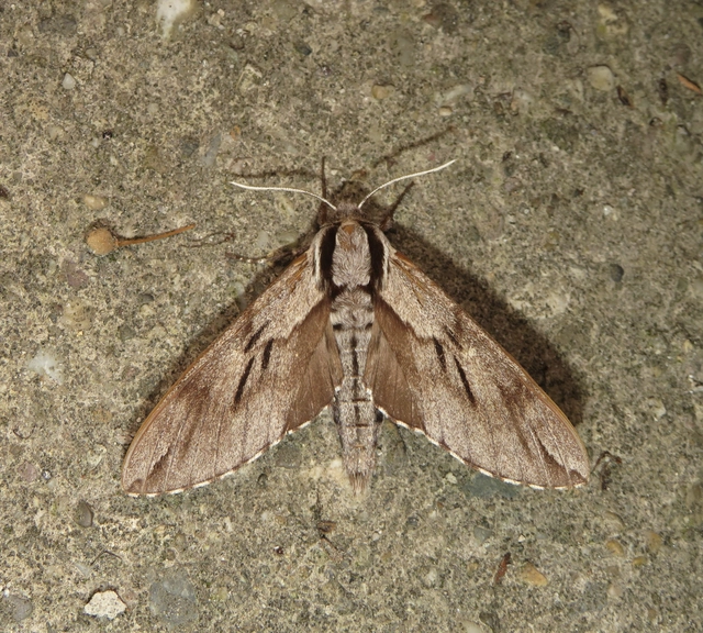 fenyőszender - Hyloicus pinastri