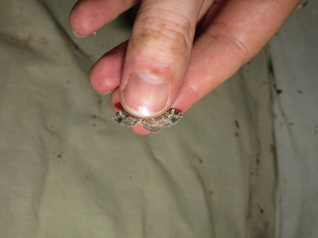 sávos tarkaaraszoló - Xanthorhoe spadicearia