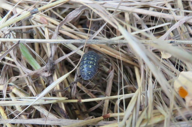 Isopoda - Ászkarákok