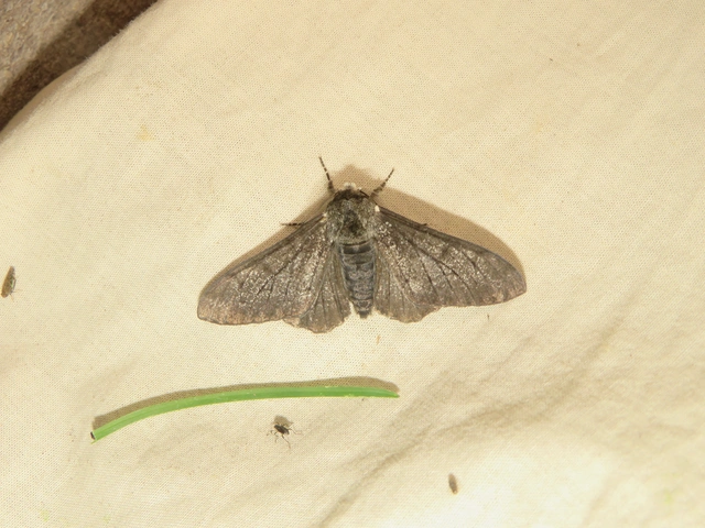 Biston betularia - szürkepettyes araszoló
