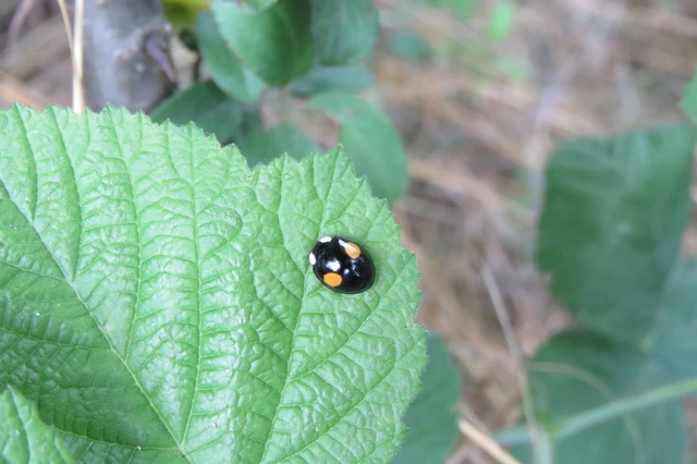 Harmonia axyridis - harlekinkatica