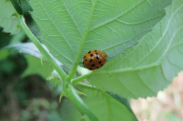 Harmonia axyridis - harlekinkatica