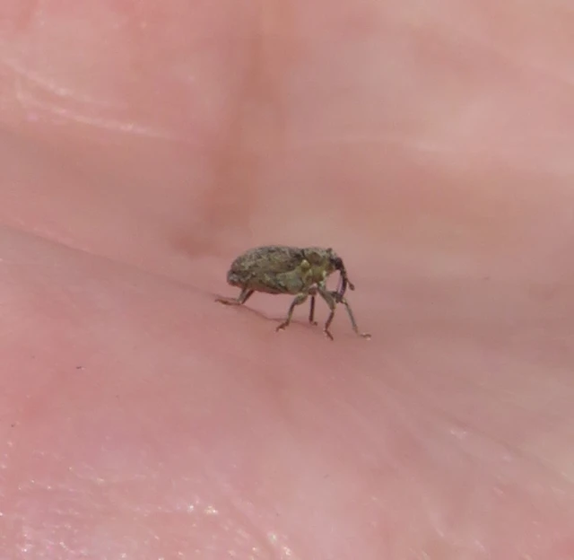 szőrös repce-ceutormányos - Ceutorhynchus pallidactylus