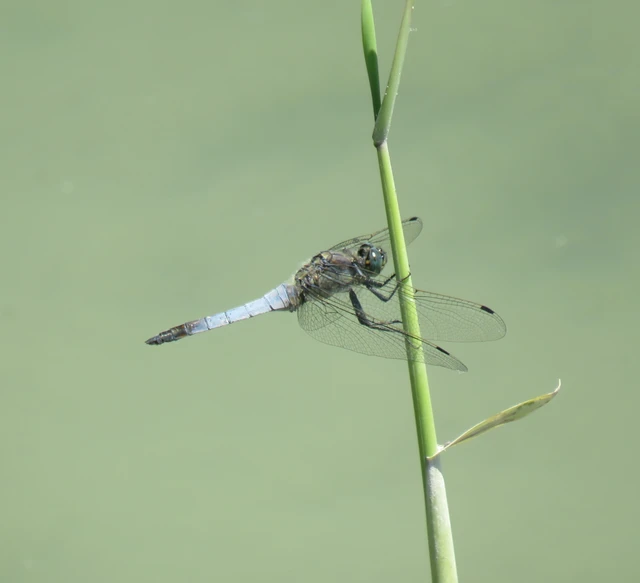 feketefarkú pásztorszitakötő - Orthetrum cancellatum
