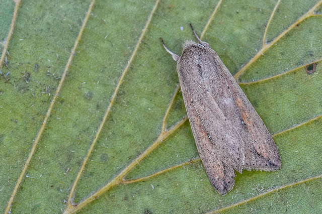 Mythimna unipuncta - hordabagoly
