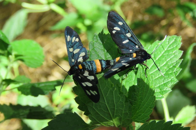 Amata phegea - fehérpettyes álcsüngőlepke