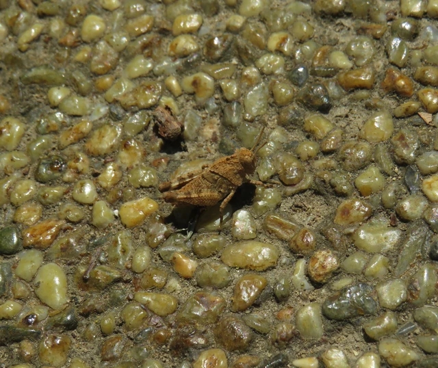 Oedipoda caerulescens - kékszárnyú sáska