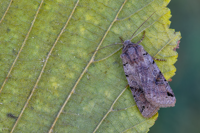Anchoscelis litura - tarka őszibagoly