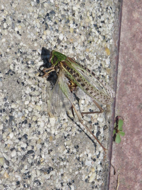 Decticus verrucivorus - szemölcsevő szöcske