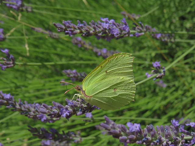 citromlepke - Gonepteryx rhamni