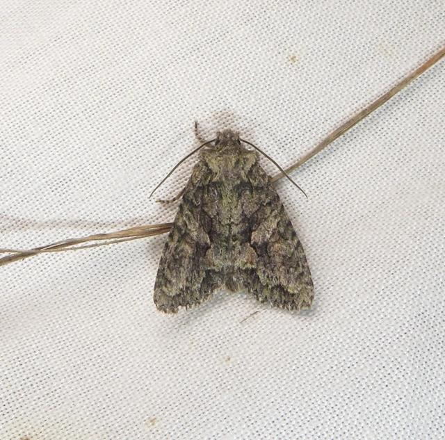 változékony tölgybagoly - Dryobotodes eremita