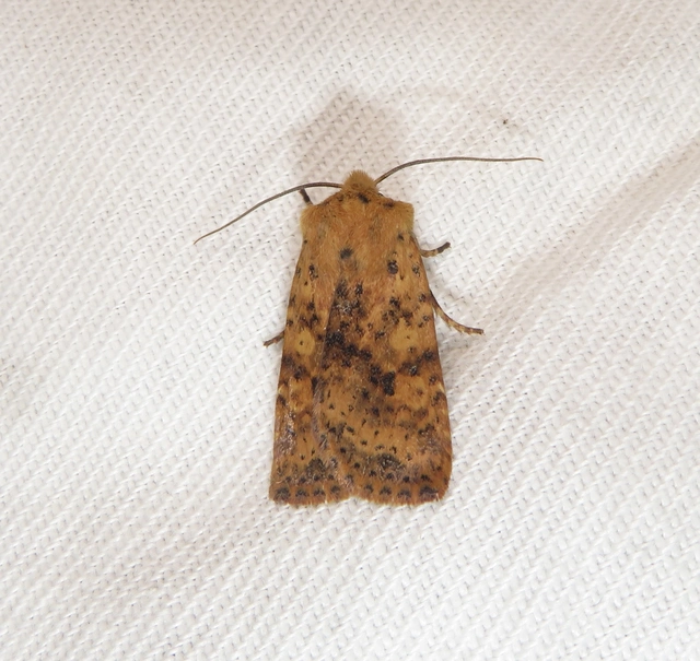 vörös őszibagoly - Conistra rubiginea