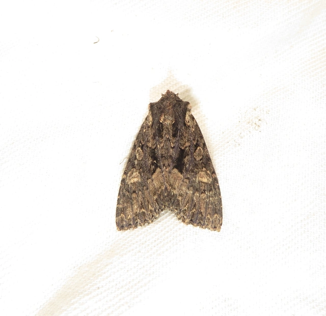 őszi porfírbagoly - Blepharita satura