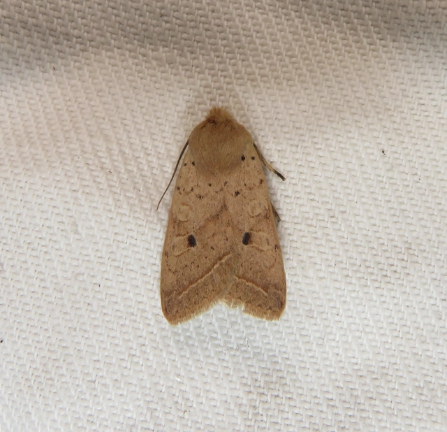 gyertyán-őszibagoly - Leptologia macilenta