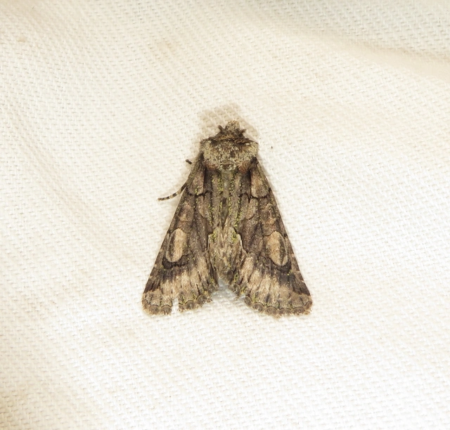 Allophyes oxyacanthae - galagonyabagoly