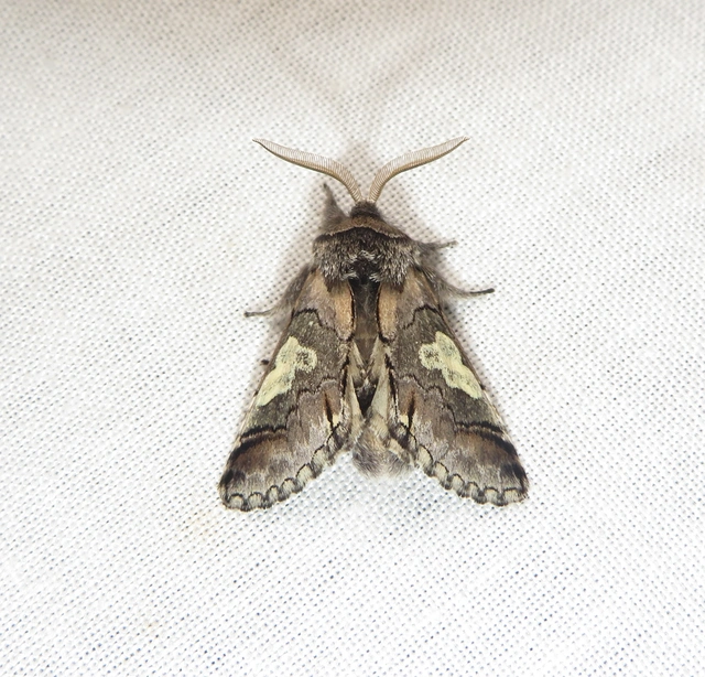 őszi kékesbagoly - Diloba caeruleocephala