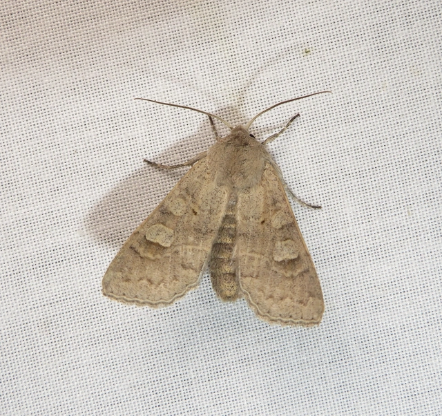 szürke őszibagoly - Ammoconia caecimacula