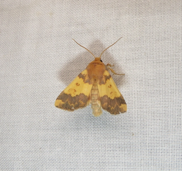 aranyló sárgabagoly - Tiliacea aurago