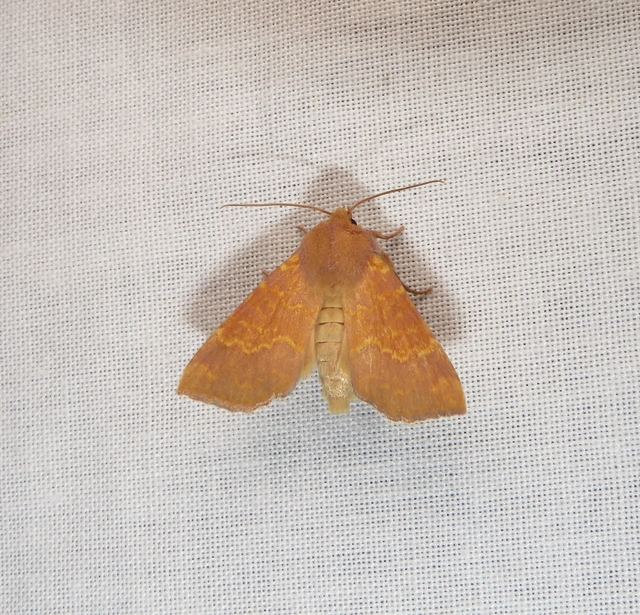 Tiliacea aurago - aranyló sárgabagoly