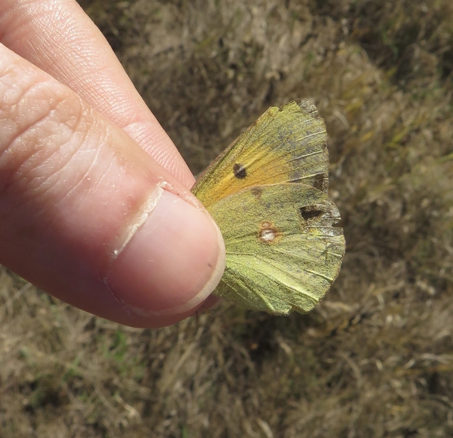 Colias croceus - sáfránylepke