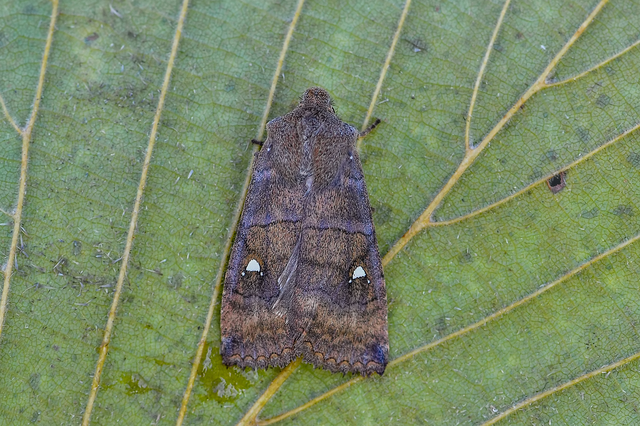 Eupsilia transversa - holdacskás télibagoly