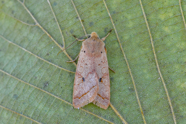 Leptologia macilenta - gyertyán-őszibagoly