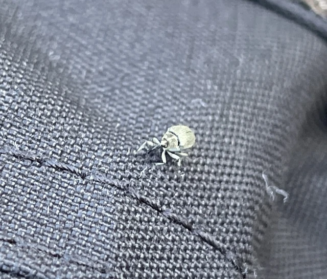 mécsvirágormányos - Sibinia pellucens