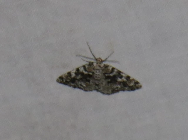 bükkfaaraszoló - Fagivorina arenaria