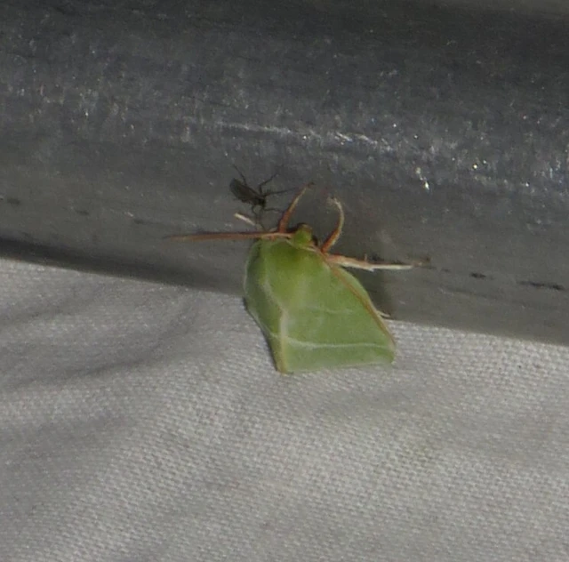 bükkfa-zöldbagoly - Pseudoips prasinana