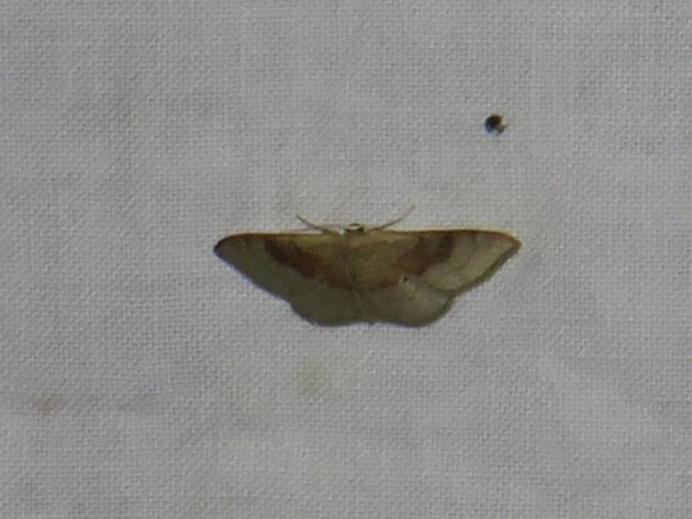 Idaea degeneraria - barnasávos araszoló