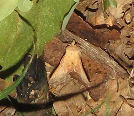 Phyllodesma tremulifolia - nyárlevélpohók