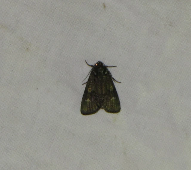 Craniophora ligustri - fagyalbagoly