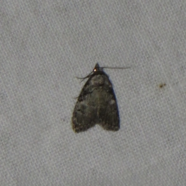 Meganola strigula - hamvas pamacsosszövő