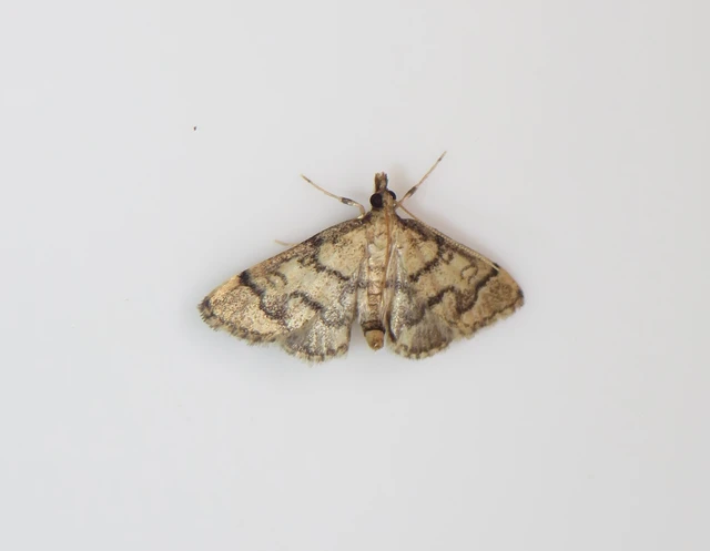 Metasia ophialis - kígyósávos tűzmoly