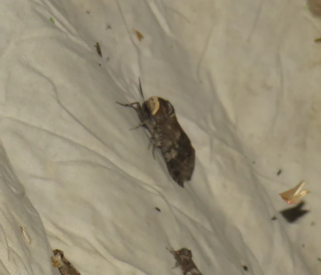 Cossus cossus - fűzfarontólepke