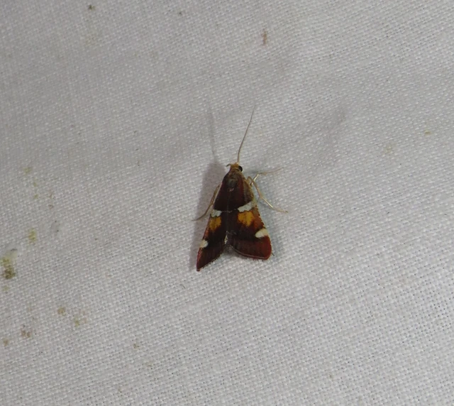 Pyralis regalis - pompás fényilonca