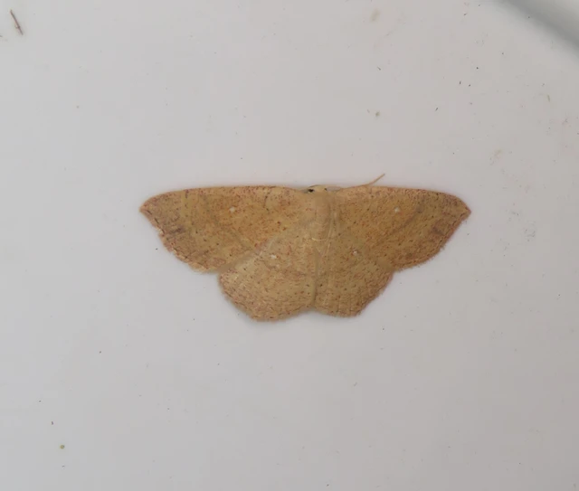 Cyclophora ruficiliaria - vörösrojtú pettyesaraszoló