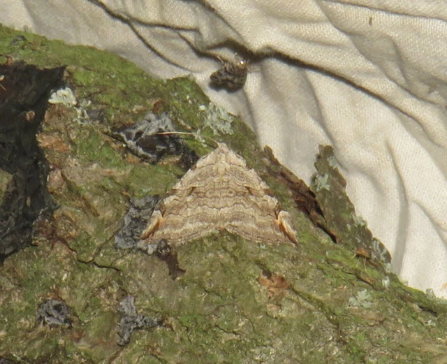 Aplocera efformata/plagiata