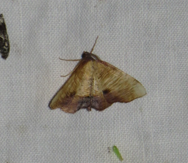 baltaszárnyú araszoló - Plagodis dolabraria