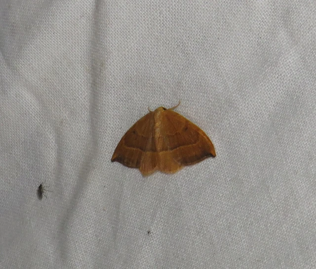 Watsonalla cultraria - bükkfa-sarlósszövő