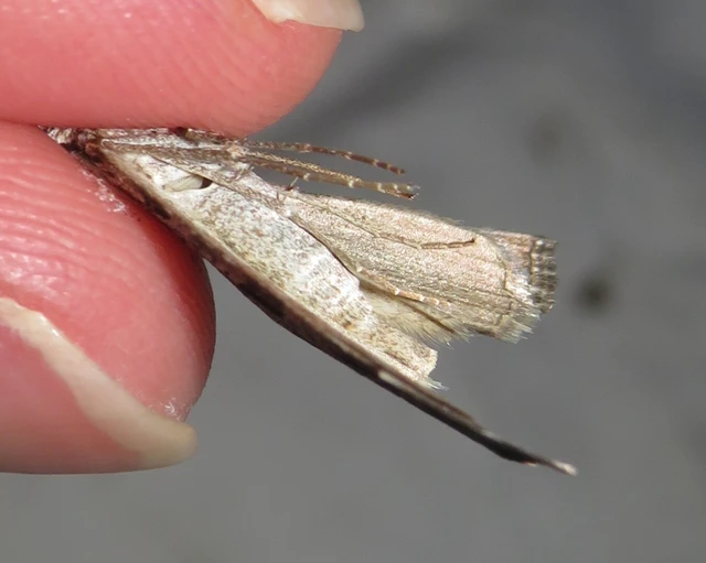 Aplocera plagiata - szürke csíkosaraszoló